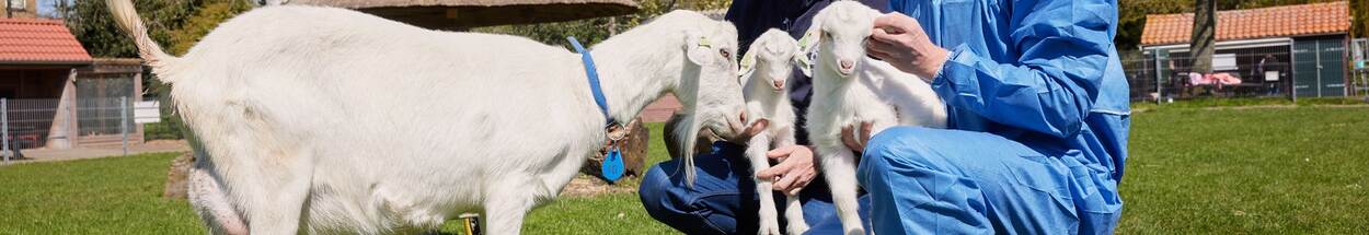 Geit en lammetjes op kinderboerderij