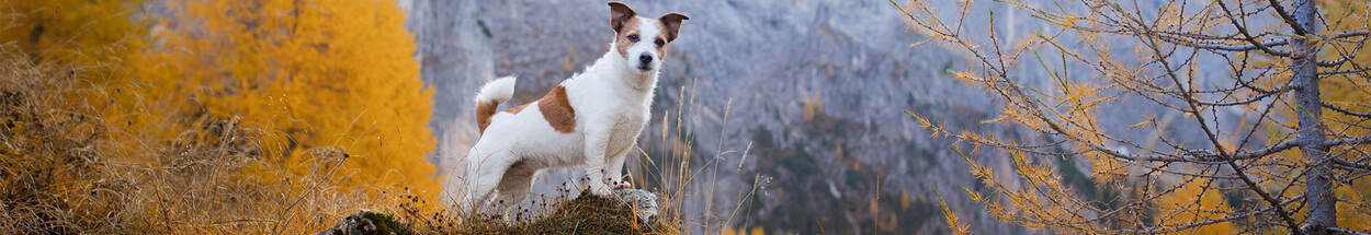 Jack Russell hond op een rots in een bosrijk berggebied