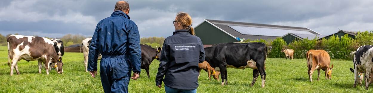 Veehouder loopt met NVWA inspecteur en runderen in wei