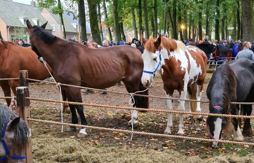 NVWA voert extra controles uit op paardenmarkt Zuidlaren