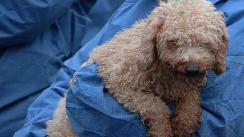 NVWA neemt opnieuw 435 honden bewaring bij Brabantse fokker problemen dierenwelzijn | Nieuwsbericht | NVWA