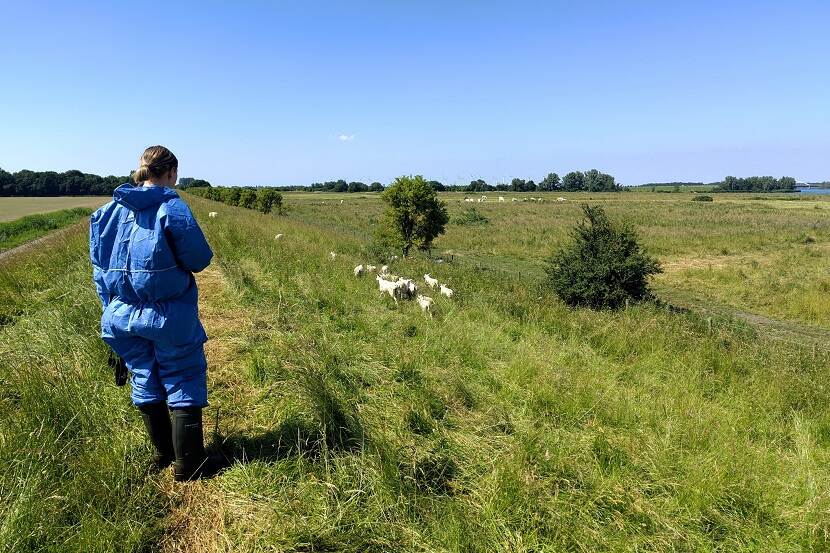 Inspecteur NVWA met schapen in de wei