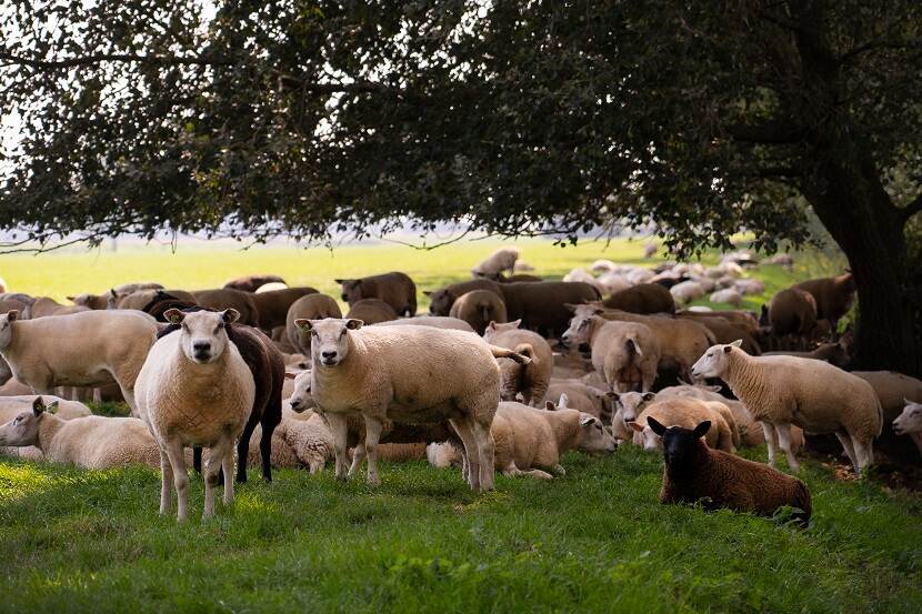 Schapen staan in schaduw van boom