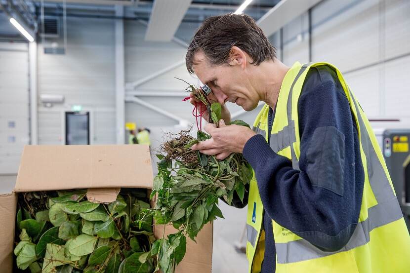 Inspecteur NVWA keurt plantmateriaal op Schiphol