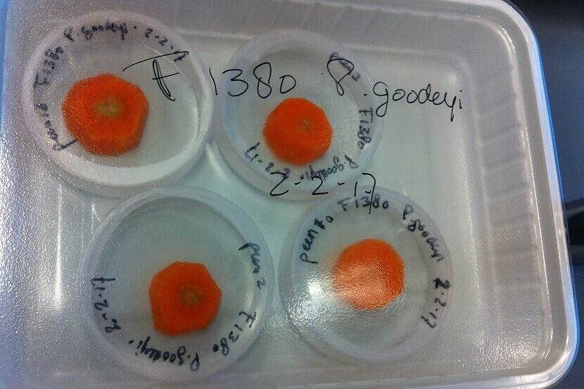 (Kweek)systemen voor nematoden: In vitro carrot disks