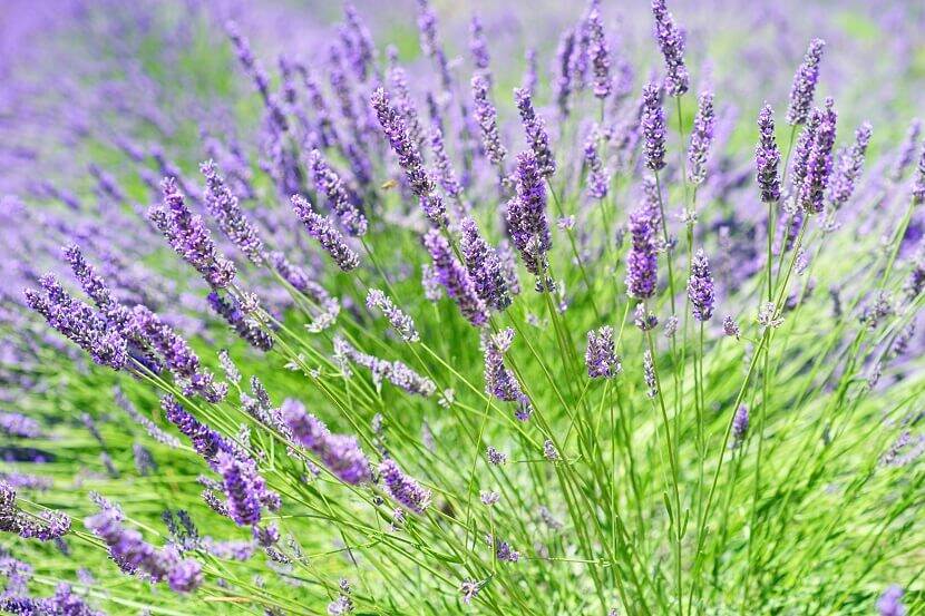 Lavendel in bloei