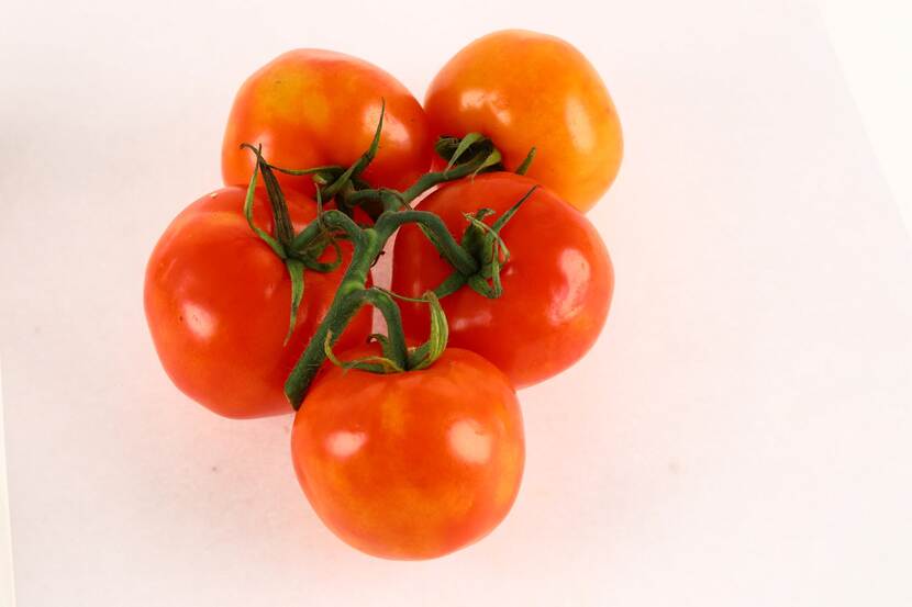 Tros met 5 tomaten aangetast door het ToBRFV virus